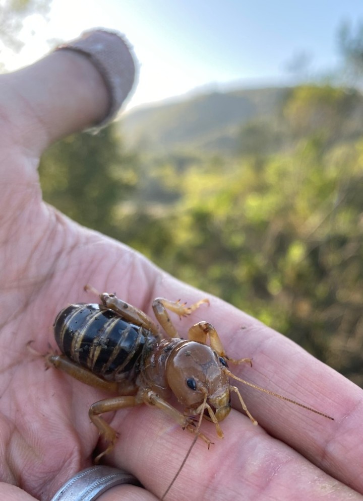 Jerusalem Cricket